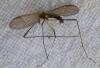 Ormosia sp.